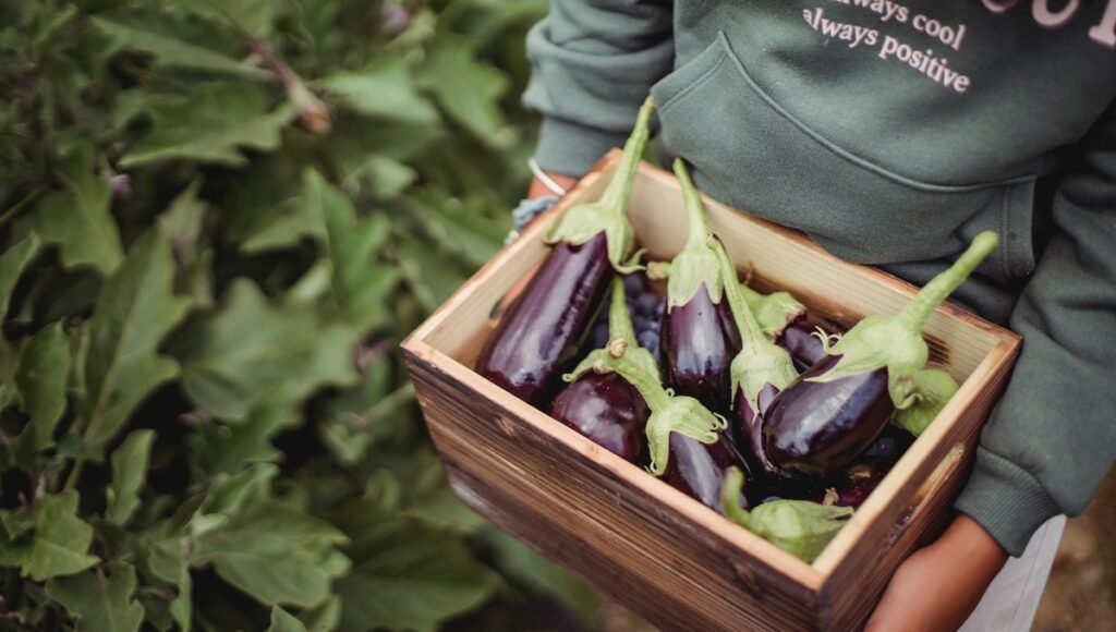 a crate of eggplant vegetable